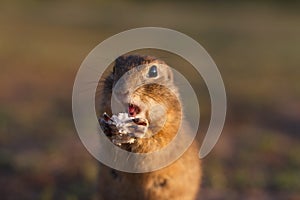 European ground squirrel standing in the field. Spermophilus citellus wildlife scene from nature. European souslik eating bread on