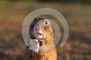 European ground squirrel standing in the field. Spermophilus citellus wildlife scene from nature. European souslik eating bread on