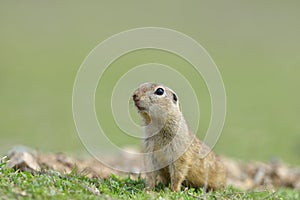 European ground squirrel standing in the grass. Spermophilus citellus