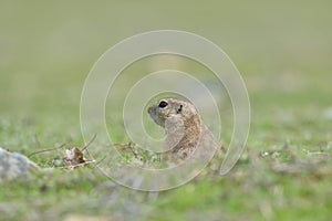 European ground squirrel standing in the grass. Spermophilus citellus