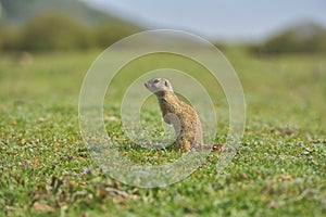 European ground squirrel standing in the grass. Spermophilus citellus