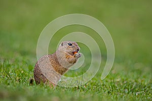 European ground squirrel standing in the grass. Spermophilus citellus Wildlife scene from nature.