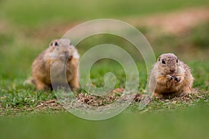 European ground squirrel standing in the grass. Spermophilus citellus Wildlife scene from nature.