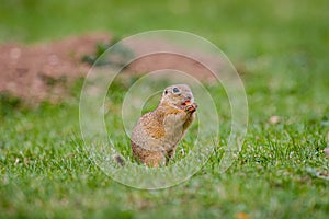 European ground squirrel standing in the grass. Spermophilus citellus Wildlife scene from nature.