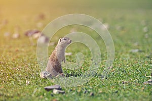 European ground squirrel standing in the grass. Spermophilus citellus Wildlife scene from nature. Ground squirrel on meadow