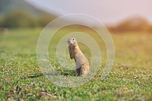 European ground squirrel standing in the grass. Spermophilus citellus Wildlife scene from nature. Ground squirrel on meadow