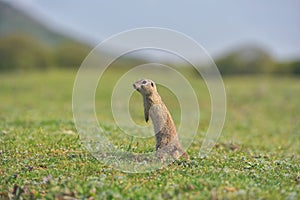 European ground squirrel standing in the grass. Spermophilus citellus Wildlife scene from nature. Ground squirrel on meadow