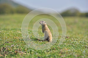 European ground squirrel standing in the grass. Spermophilus citellus Wildlife scene from nature. Ground squirrel on meadow