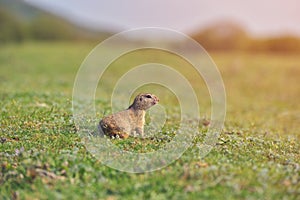 European ground squirrel standing in the grass. Spermophilus citellus Wildlife scene from nature. Ground squirrel on meadow