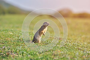 European ground squirrel standing in the grass. Spermophilus citellus Wildlife scene from nature. Ground squirrel on meadow