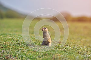 European ground squirrel standing in the grass. Spermophilus citellus Wildlife scene from nature. Ground squirrel on meadow