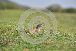 European ground squirrel standing in the grass. Spermophilus citellus Wildlife scene from nature. Ground squirrel on meadow
