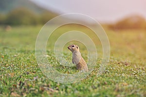 European ground squirrel standing in the grass. Spermophilus citellus Wildlife scene from nature. Ground squirrel on meadow