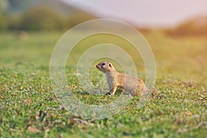 European ground squirrel standing in the grass. Spermophilus citellus Wildlife scene from nature. Ground squirrel on meadow