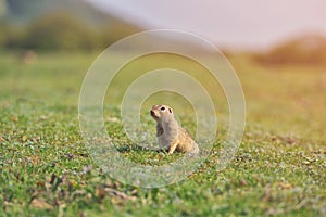 European ground squirrel standing in the grass. Spermophilus citellus Wildlife scene from nature. Ground squirrel on meadow