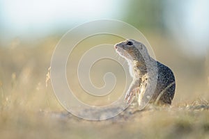 European ground squirrel standing on the ground