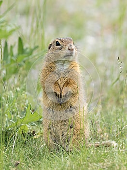 A European ground squirrel standing in a meadow in spring