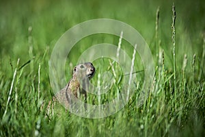 European ground squirrel is watching