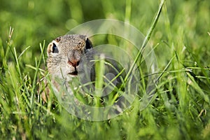 European ground squirrel is watching