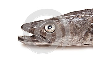 European Hake Fish Head