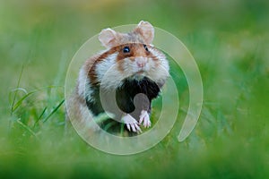 European hamster, Cricetus cricetus, in meadow grass, Vienna, Austria. Brown and white Black-bellied hamster, front view portrait