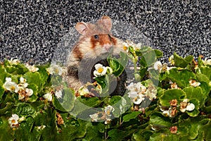 European hamster, Cricetus cricetus, in white flower bloom, Vienna, Austria. Brown and white Black-bellied hamster, front view