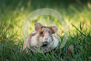 A European hamster in a meadow looking for food