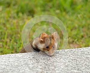 European hamster in the wild