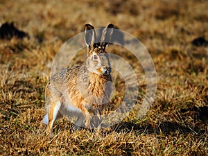 European Hare