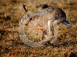 European Hare