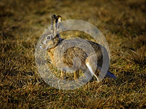 European hare
