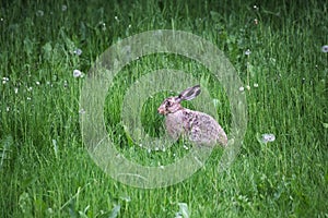 European Hare