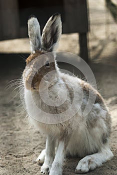 European hare