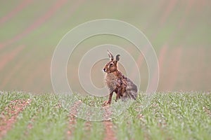 European Hare also known as Brown Hare sat in farm field