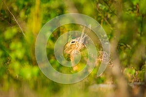 European Hare or Brown Hare Hiding in the Bushes in Tampere, Finland