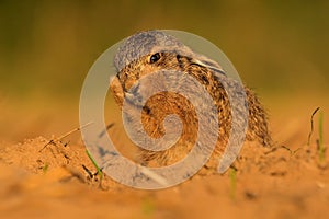 European hare cute darling young Lepus europaeus brown field meadow animal in nature, draw near village, runs fast, cubs