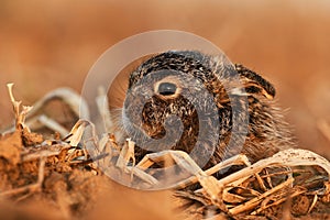 European hare cute darling young Lepus europaeus brown field meadow animal in nature, draw near village, runs fast, cubs