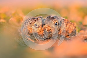 European hare cute darling young Lepus europaeus brown field meadow animal in nature, draw near village, runs fast, cubs