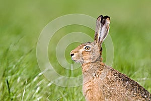 European hare in a field, Jura, France