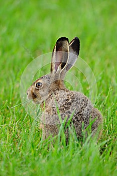 European hare (Lepus europaeus) photo