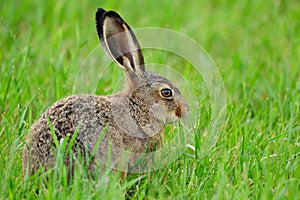 European hare (Lepus europaeus)