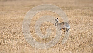 European hare Lepus europaeus jumping in the stubble-field, wildlife