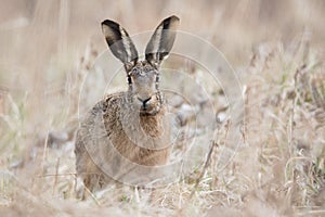 Zajac európsky Lepus europaeus v lese zameraný s centrálnou expozíciou, krásnou hnedou srsťou, veľkými ušami a čiernymi očami.