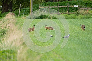 European hare Lepus europaeus on grass