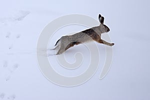 European hare (Lepus europaeus) in the snow