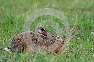 European hare Lepus europaeus in the wild