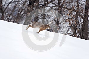 European hare running in the snow.