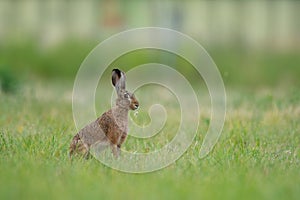 European hare sitting in the grass. Brown mammal in its natral environment. Brown hare on a meadow.