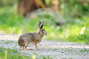 A European hare on a small road in the forest