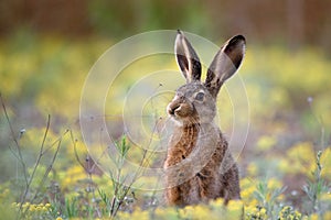 European hare stands in the grass and looking at the camera photo